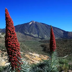 Casa Ivonne - , San Isidro (Tenerife) España